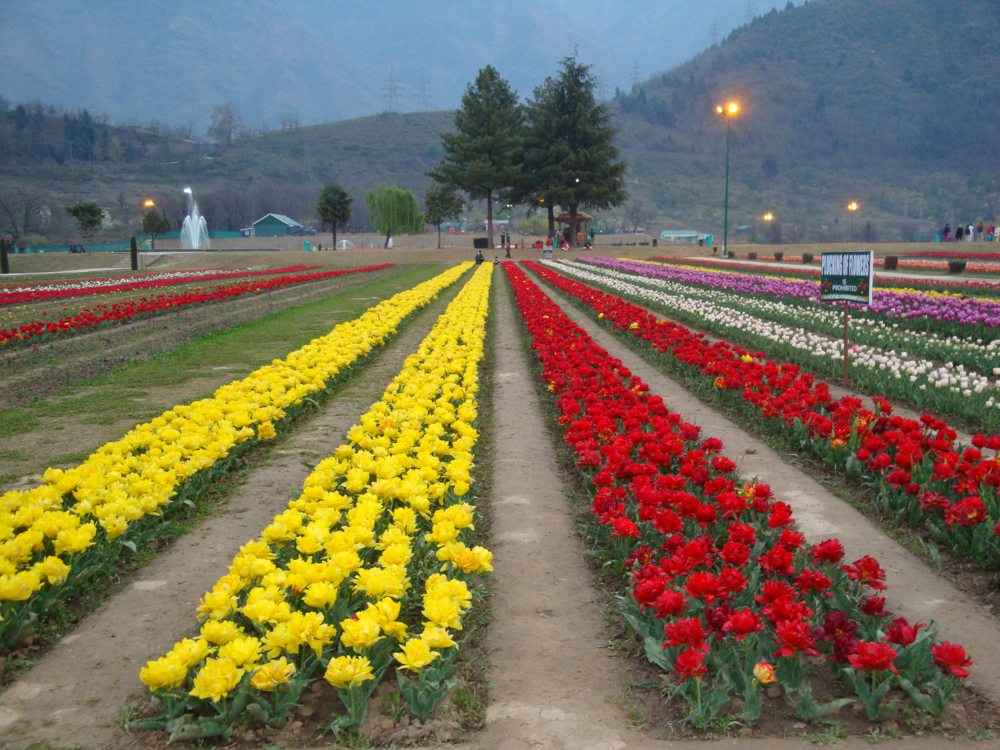 Nestled on the Zabarwan Range overlooking Dal Lake in Srinagar, the Indira Gandhi Memorial Tulip Garden is Asia’s largest tulip park[1]. Spanning about 30 hectares, it hosts over 1.5 million tulip bulbs in 60+ varieties[2]. Every spring (late March to mid-April), the garden transforms into a vibrant carpet of red, yellow, pink, purple and white flowers set against snow-capped mountains[2][1]. Opened in 2007 to boost tourism, the Tulip Garden has quickly become a symbol of Kashmir’s “Spring Festival” and draws visitors from across India and the world[1][2].