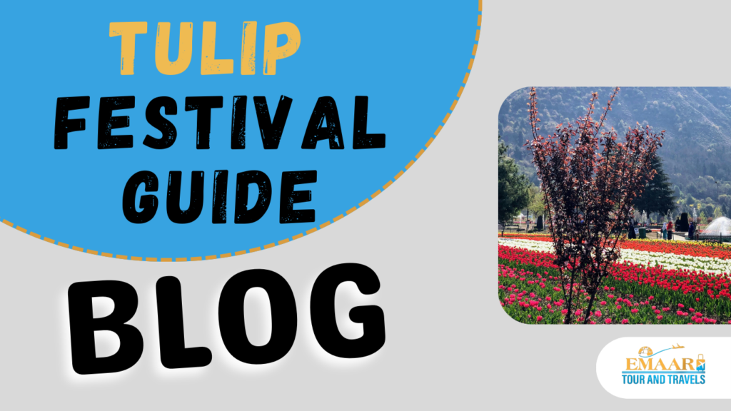 TULIP SEASON KASHMIR