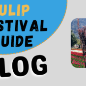 TULIP SEASON KASHMIR