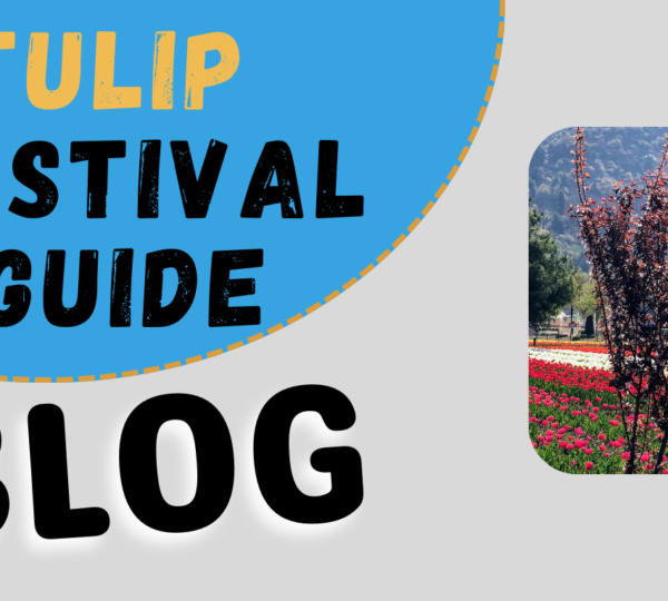 TULIP SEASON KASHMIR