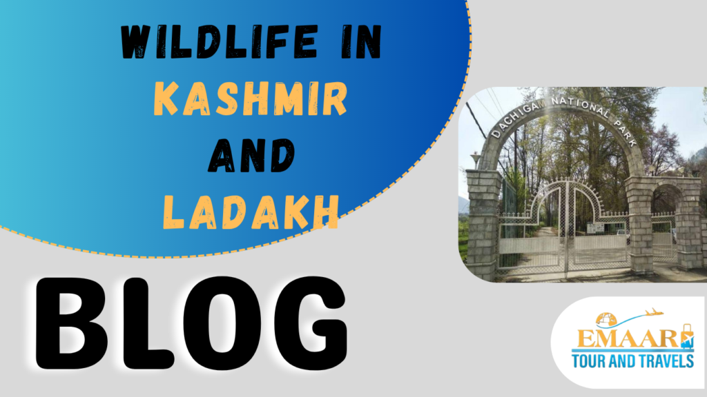 Wildlife in Kashmir