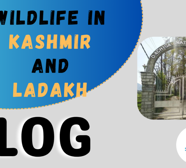 Wildlife in Kashmir
